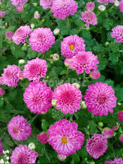 국화,꽃,plant,식물,flower,다년생초본식물,오상고절,관상식물,소국,식물,자연,plants,nature,꽃,flower