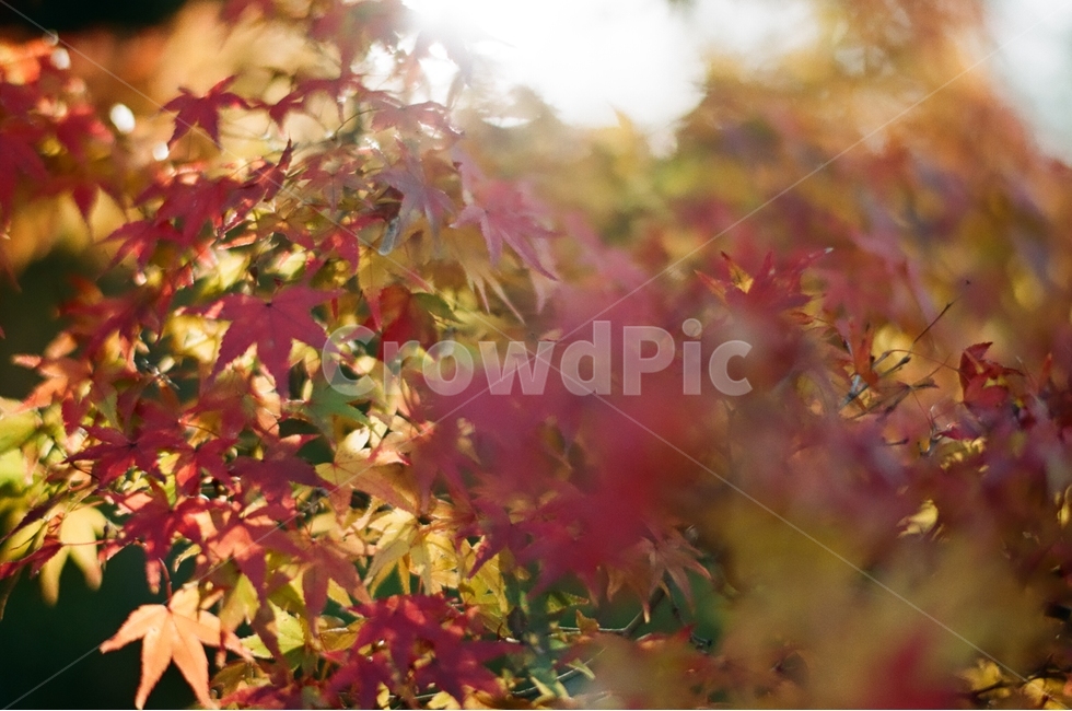 단풍,가을,노란색,붉은색,단풍잎,낙엽,가을,계절,fall,autumn,season,식물,자연,plants,nature,감성,sensible,feeling,plant,leaf,잎,tree,나무