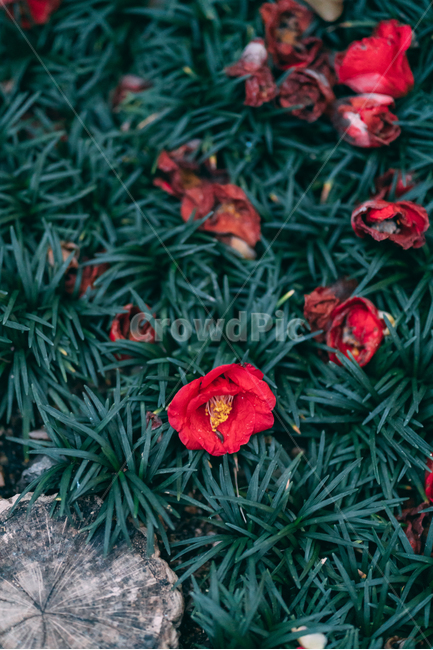 동백꽃,꽃,동백,동백나무,봄꽃,빨강,초록,빛,식물,자연,plants,nature,flower,bloom,배경화면,식물,자연,plants,nature,꽃,flower
