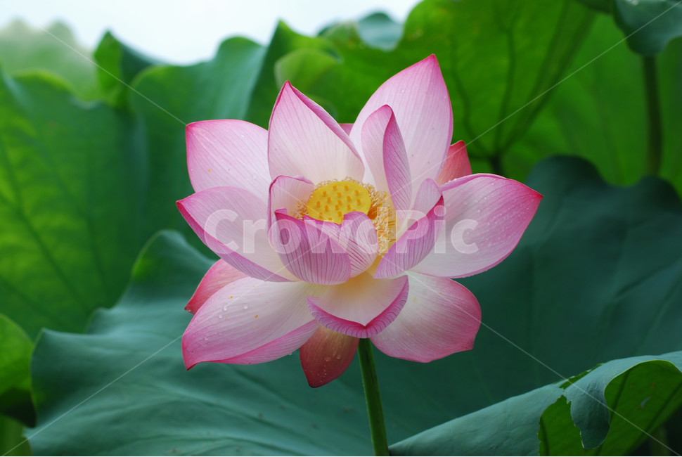 관곡지,시흥연꽃테마파크,연술,연꽃,연잎,식물,자연,plants,nature,꽃,flower