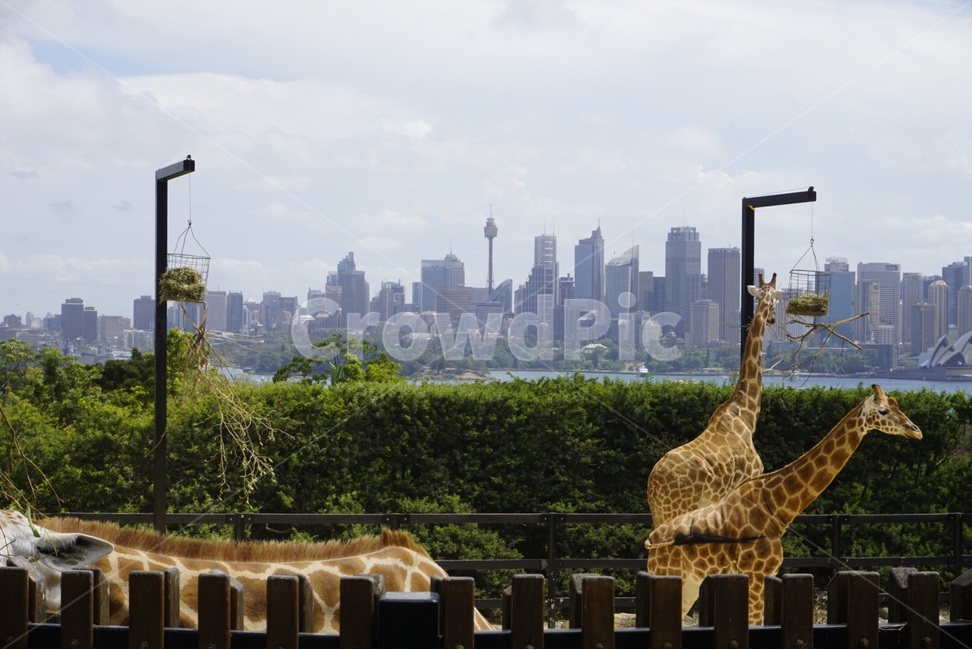 시드니,sydney,자연,하늘,호주,동물,nature,sky,australia,animal,도시,풍경,city,landscape,해외,외국,세계,foreign,oversea,world,세계도시풍경,해외도시풍경,외국도시풍경,world cityscape,동물,animal,포유류,mammal