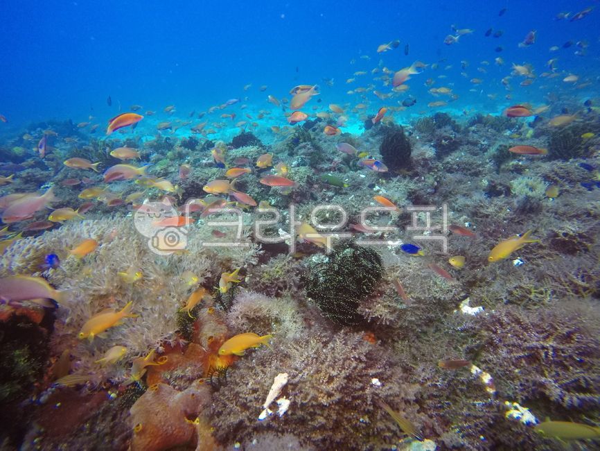 reef,nature,coralreef,sea,tropical fish,scuba diving,ocean,underwater,coral reef,skin scuba,marine life