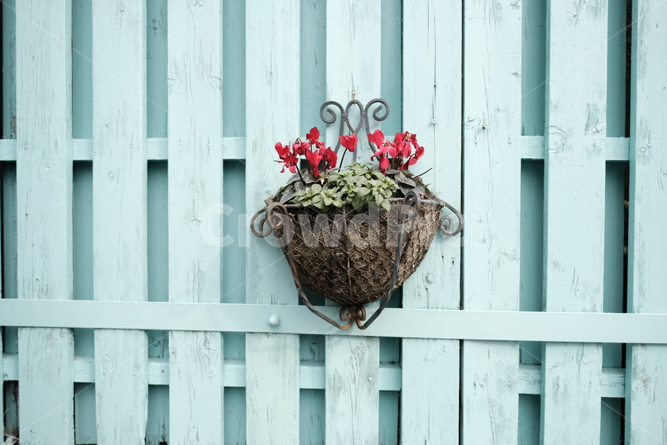 식물,꽃,화분,벽,울타리,자연,조경,나무울타리,실내용화초,화분,화초,house plant,인테리어,실내디자인,interior design
