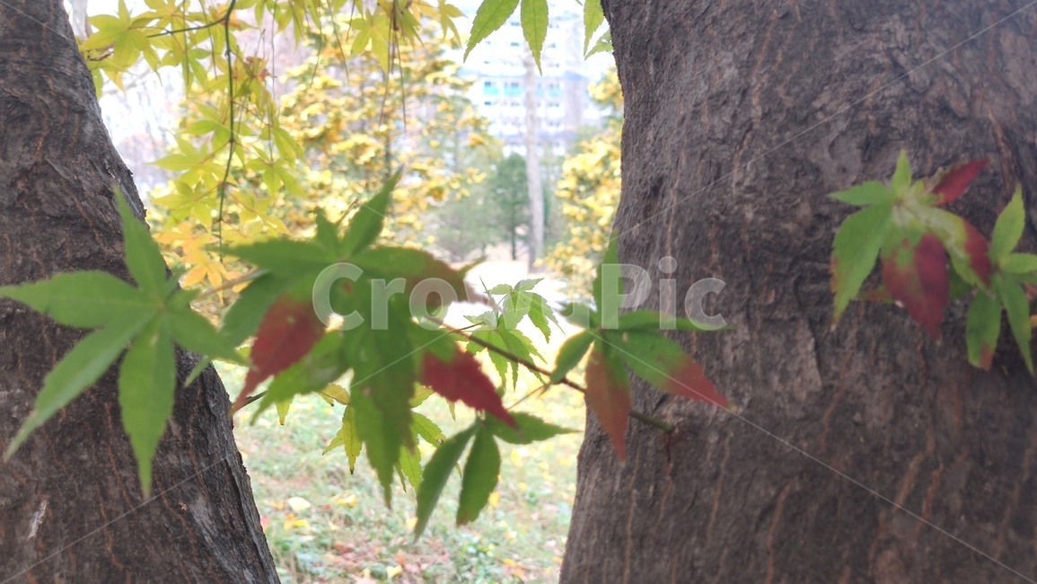 가을단풍,경치,애기단풍,가을,엽록소,leaf,잎,plant,식물,tree,나무,treetrunk,나무줄기,가을,계절,fall,autumn,season,식물,자연,plants,nature,나무,trees,wood