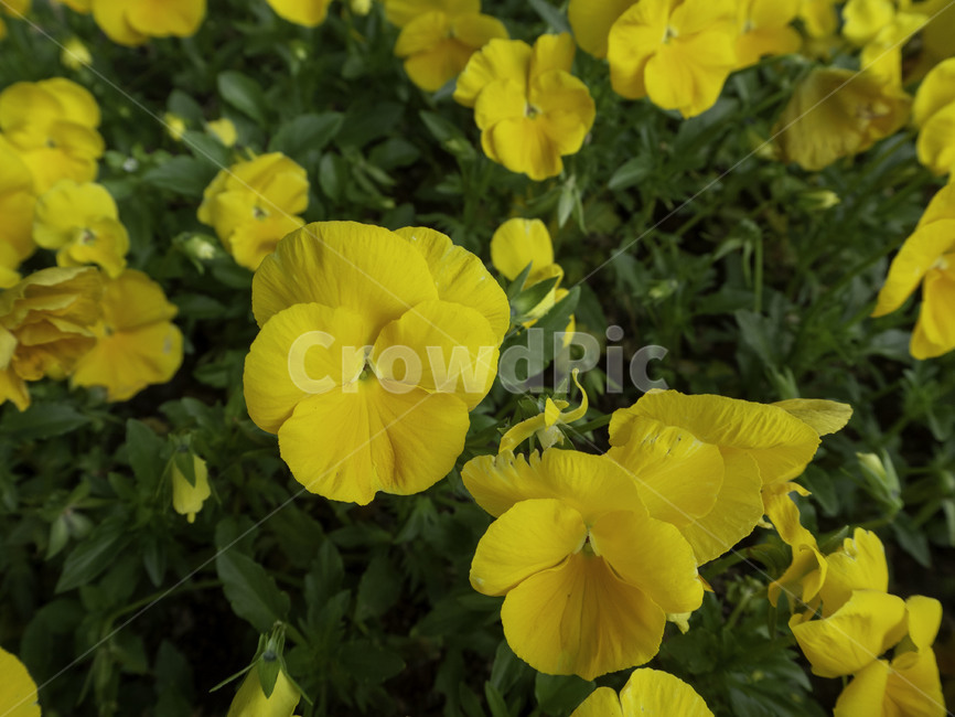 수목원,botanicalgarden,프리뮬러,primula,꽃,flowers,노란꽃,식물,plant,식물,자연,plants,nature,꽃,flower