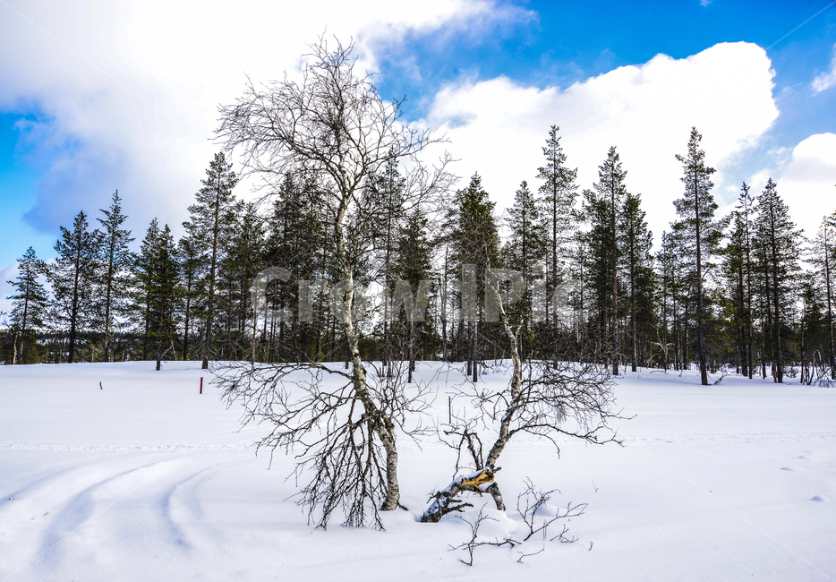 핀란드,사리셀카,이나리,라플란드,겨울,침엽수림,북극권,북극,계절,winter,season,자연,풍경,해외,외국,외국자연풍경,nature,landscape,world,notrhpole,arctic,finland,foreign,tree,forest,겨울숲,겨울,계절,winter,season,자연,풍경,nature,landscape,해외,외국,세계,foreign,oversea,world,세계자연풍경,해외자연풍경,외국자연풍경,world nature landscape,나무,plant,식물,fir,전나무,abies,아비