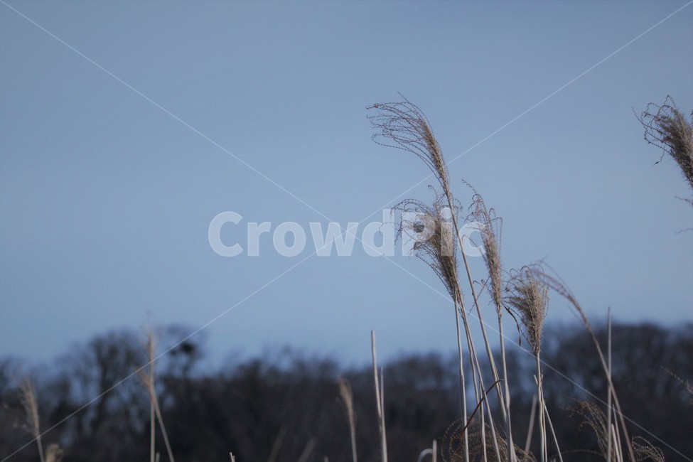 바람,꽃,갈대,산,나무,하늘,식물,자연,plants,nature