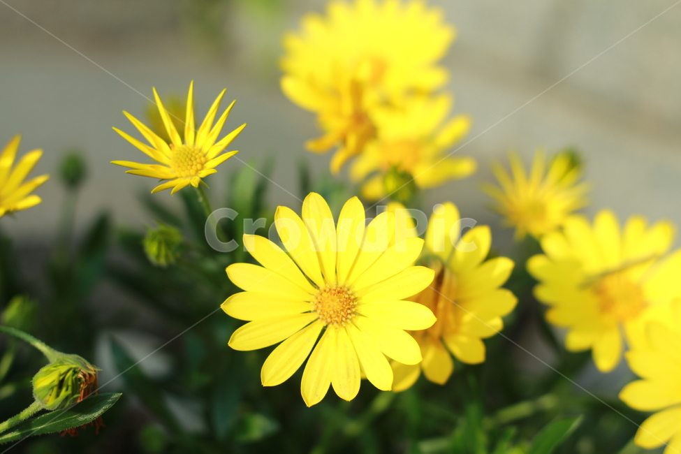 꽃,봄꽃,식물,flower,spring,봄,계절,spring,season,식물,자연,plants,nature,꽃,flower,plant,daisy,데이지,daisies,blossom