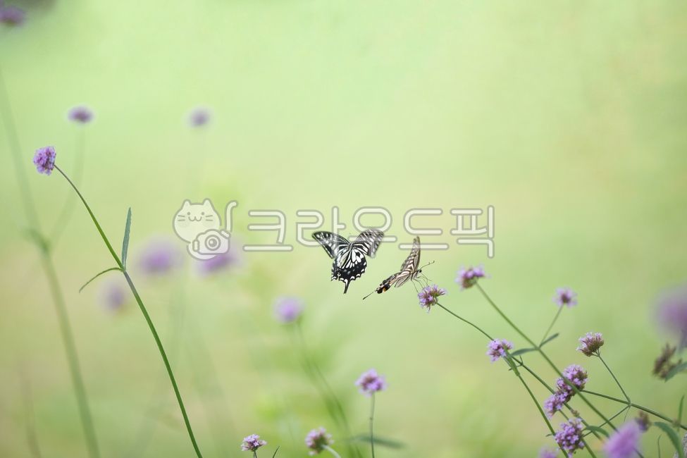 나비,꽃,호랑나비,라벤더,butterflies,flowers,꽃밭,여름