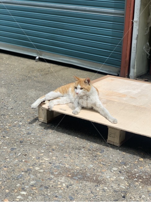 고양이,냥이,생각하는고양이,알룩무늬고양이,누운고양이