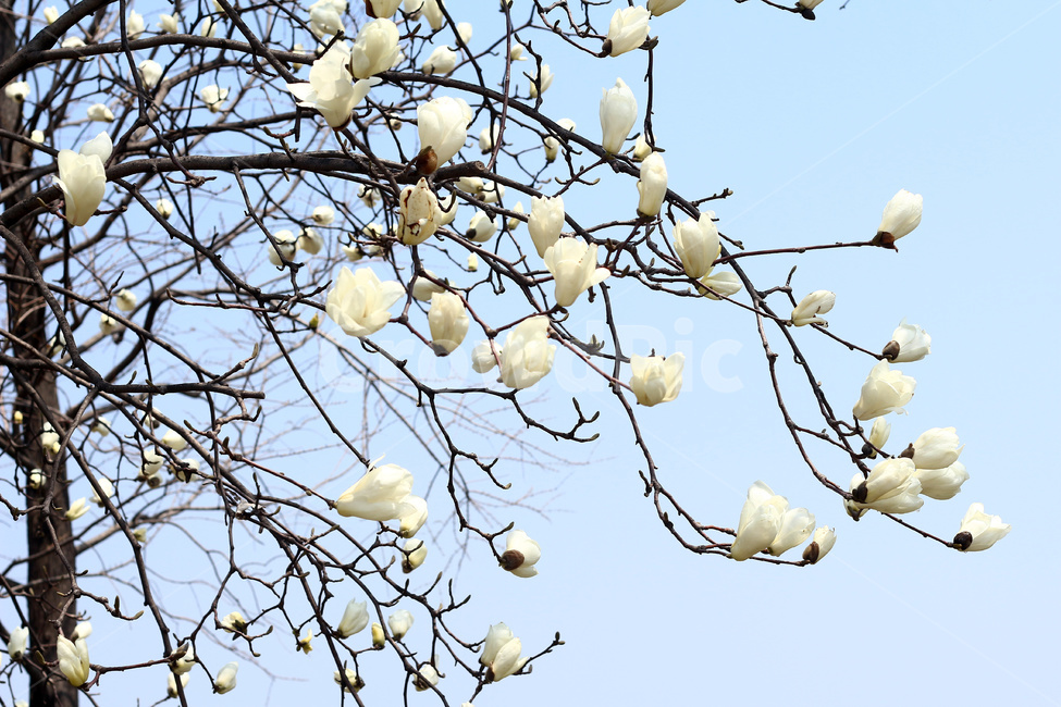 목련,목련나무,목련꽃,목련나무꽃,목련꽃잎,봄,계절,spring,season,식물,자연,plants,nature,꽃,flower