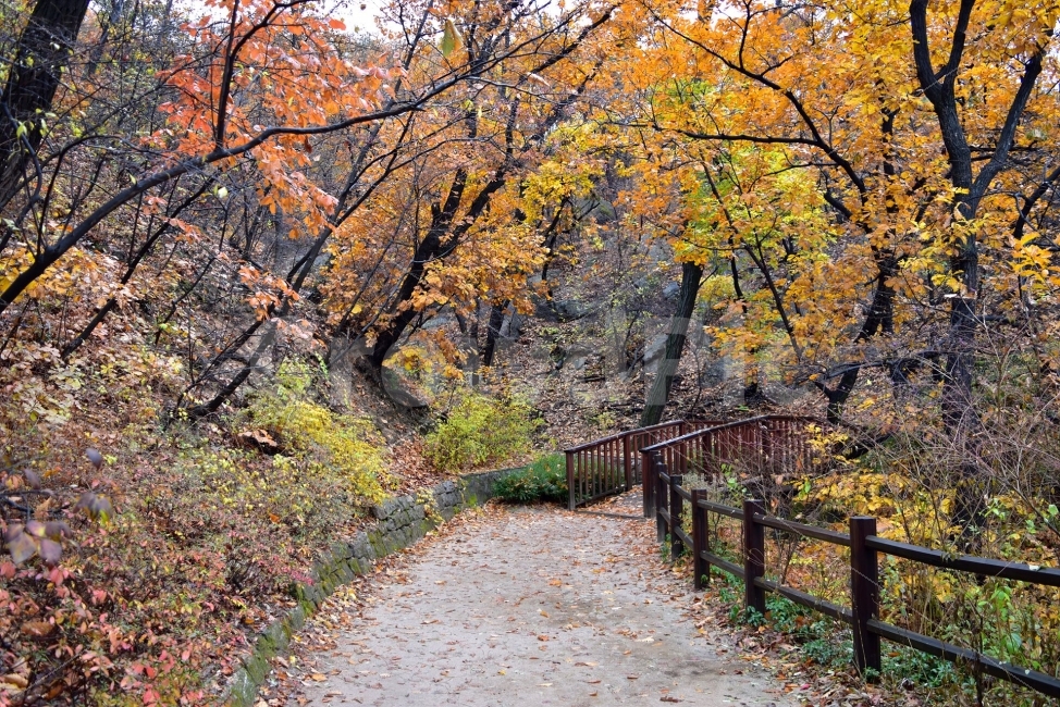 남산,가을,단풍,풍경,고궁,서울,낙엽,도심지,명소,자연,비경,단풍나무,가을색,가을색채,오색,자연,풍경,nature,landscape,가을,계절,fall,autumn,season,tree,나무,plant,식물,path,통로