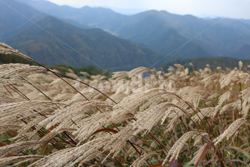 plant,식물,grass,잔디,reptile,비열한,animal,동물,produce,가을억새,억새,가을,민둥산,바람,하늘,산,가을,계절,fall,autumn,season,자연,풍경,nature,landscape,식물,plants,snake,뱀,food,음식
