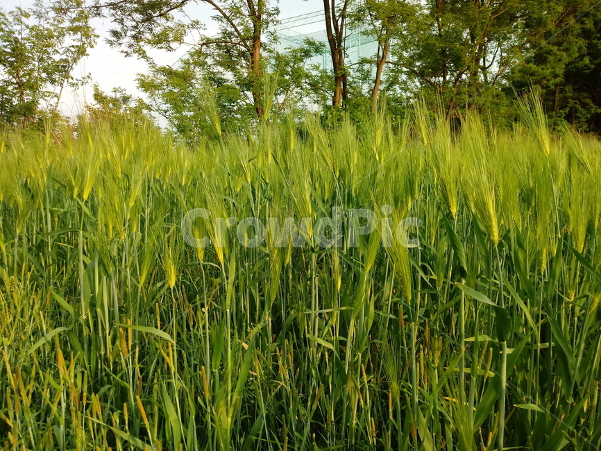 보리,청보리,식물,자연,초록