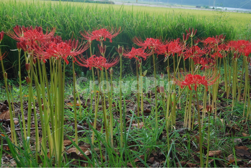 불갑산,상사화,영광군,군락지,자연,식물,자연,plants,nature,꽃,flower