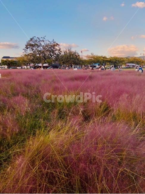 field,nature,자연,outdoors,옥외,들,grassland,목초지,핑크뮬리,핑크,pink,가을,꽃