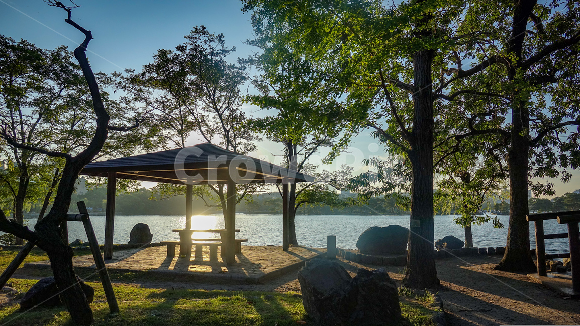 bench,nature,Ohori Park,scenery,trees,fukuoka,emotion,Fukuoka,bridge,pink sunset,lake,park,walk