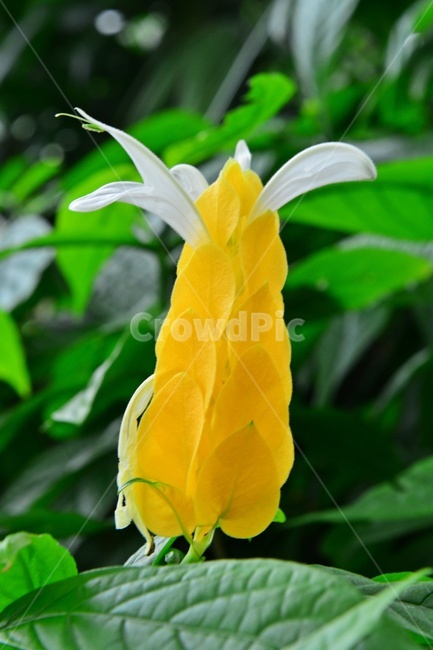 blossom,flower,꽃,plant,식물,노랑새우풀