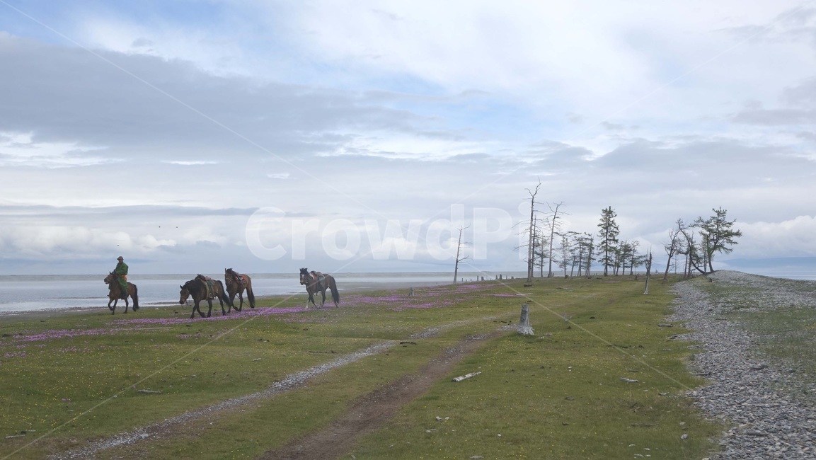 nature,초원,grass,field,자연,지평선,나무,승마,몽골,몽고,MONGOLIA,홉스굴