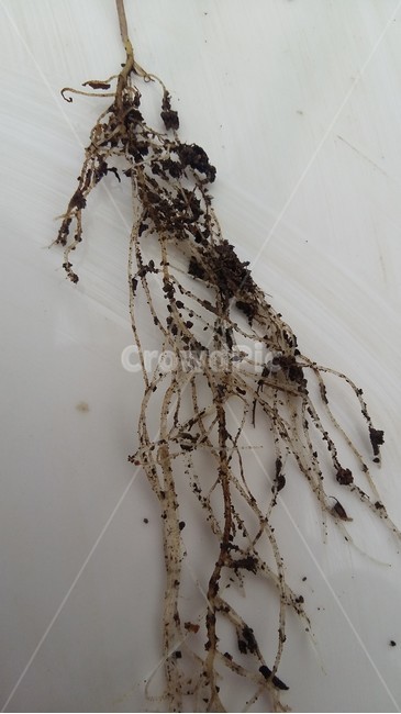 환삼덩굴,환삼덩굴뿌리,뿌리,뿌리길이,위해식물,식물,자연,plants,nature