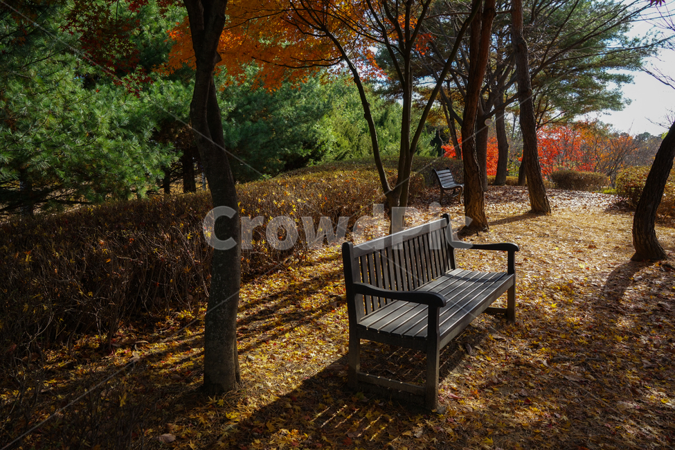 의자,벤치,나무,소나무,단풍,풍경,빛,햇빛,가을,낙엽,가을,계절,fall,autumn,season,자연,풍경,nature,landscape,tree,plant,식물,furniture,가구
