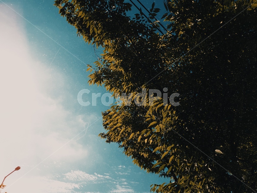 나무,하늘,파랑,여름,필름,녹색,계절,오후,식물,햇빛,배경,summer,plants,nature,감성사진,자연,색체,색감,풍경