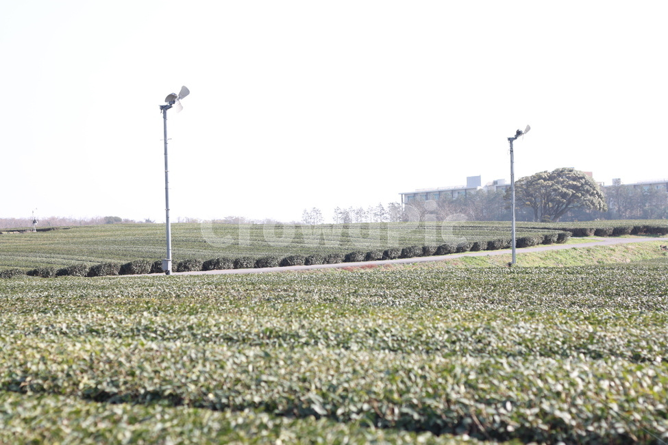 녹차밭,녹차,제주,제주도,초록,녹색,식물,자연,plants,nature,산업,industry,industrial,농업,농사,agriculture,farming,farming industry
