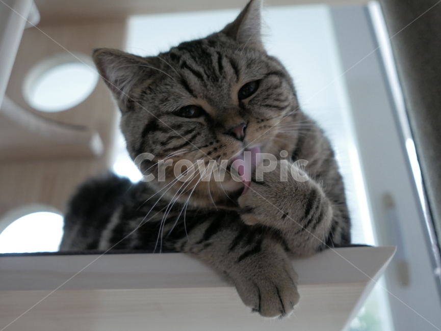 고양이,개냥이,아기고양이,아깽이,뚱냥이,애교,귀여운,검은고양이,얼룩고양이,호기심,동물,animal,포유류,mammal,고양이,cat,kitten,kitty