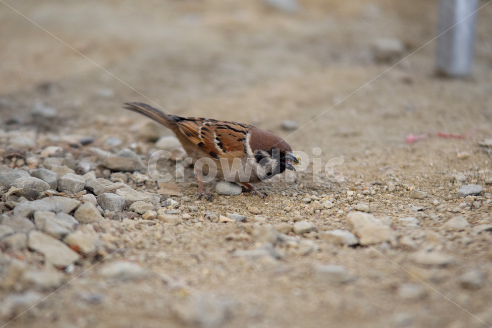 참새,새,텃새,참샛과,조류,귀여운참새,bird,sparrow,동물,animal,조류,새,birds