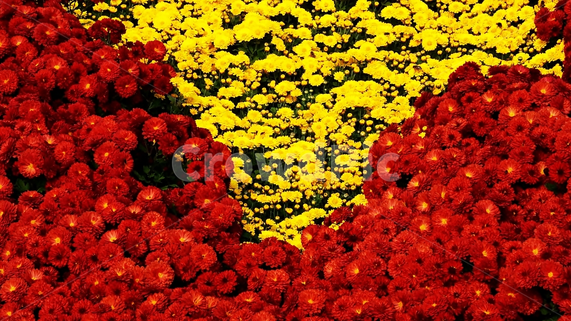 국화,개량국화,꽃축제,꽃길,식물,식물,자연,plants,nature,꽃,flower