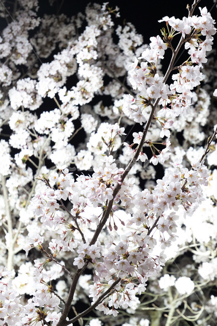 벚꽃,꽃,야경,빛,나뭇가지,봄,계절,spring,season,식물,자연,plants,nature,꽃,flower,plant,blossom