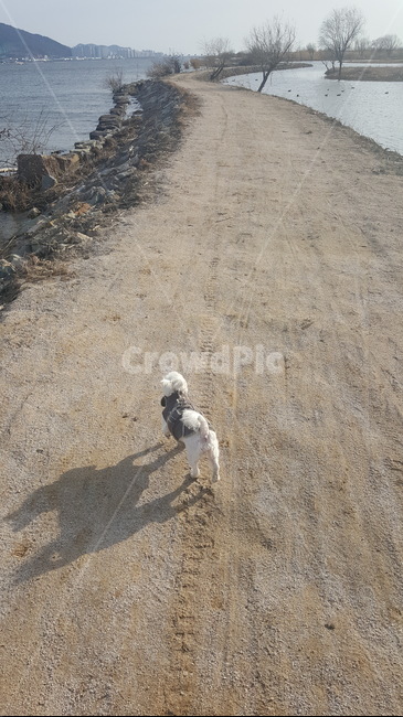 산책,댕댕이,dog,말티즈,개,떠나자,흙길,경치