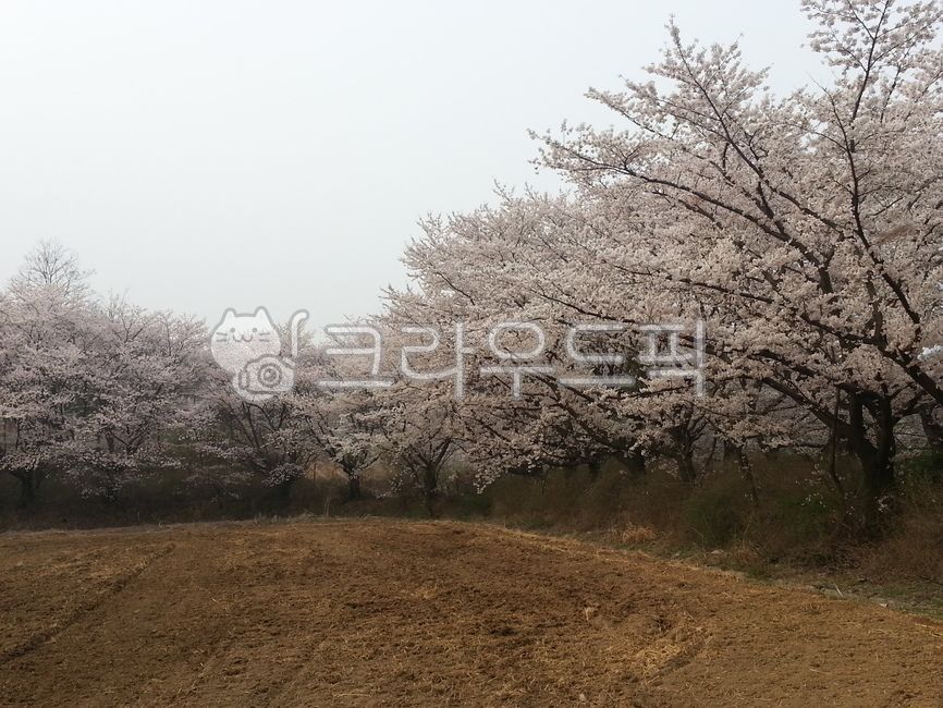 spring,cherry tree,cherry tree in full bloom,nature,plant,cherry blossom,flower