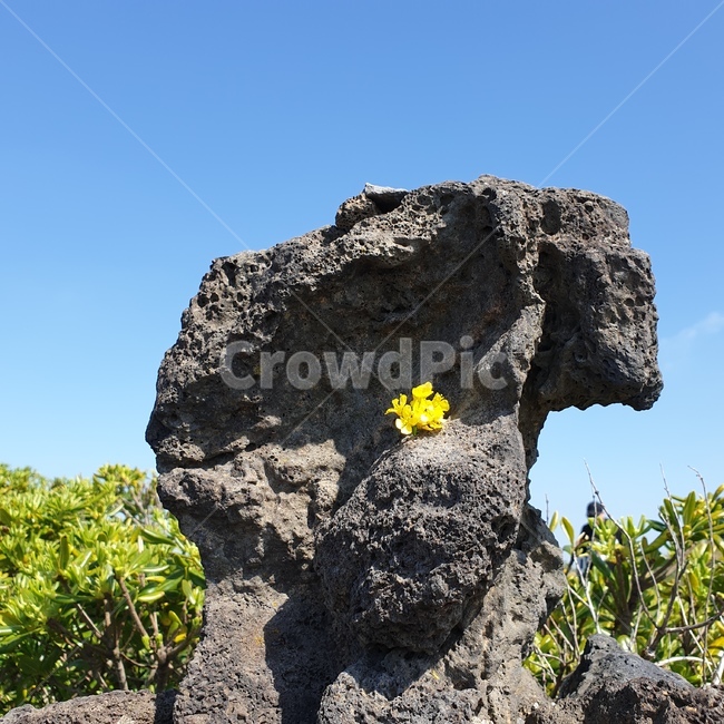자연,nature,돌,stone,제주,섭지코지,꽃,flower