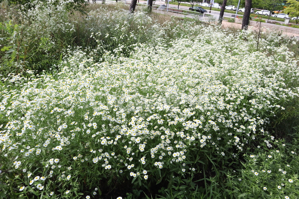 꽃,봄,흰꽃,꽃밭,flower