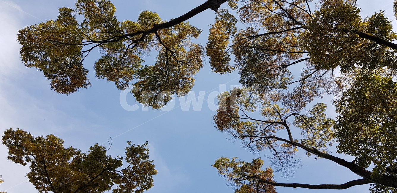 가을,하늘,가을하늘,단풍,나무,treetrunk,tree,구름,자연,풍경,nature,landscape,plant,식물,tree trunk,나무 줄기