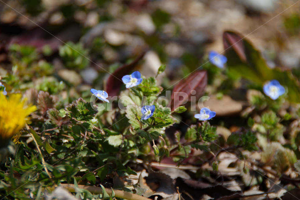 plant,식물,blossom,꽃,flower