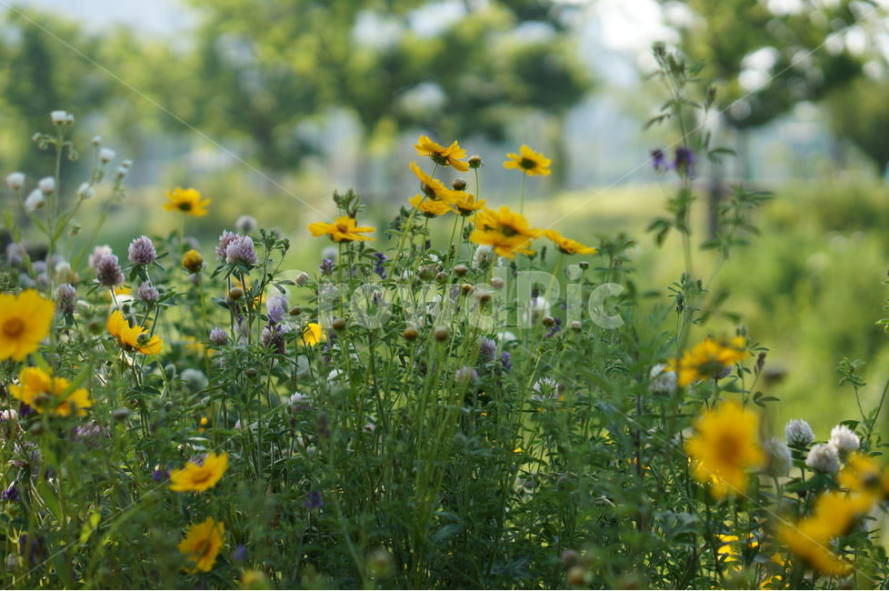 금계국,봄,노랑,풍경,꽃,식물,자연,plants,nature,꽃,flower