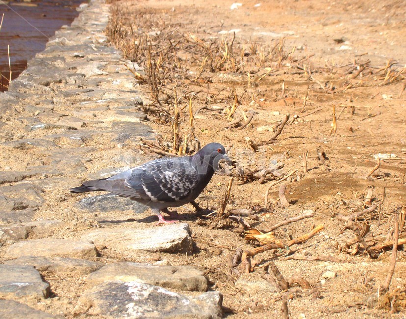 비둘기,새,조류,dove,bird,동물,animal,조류,새,birds