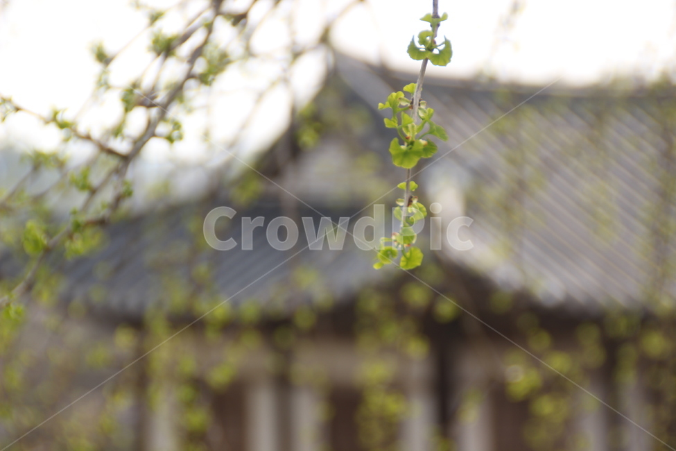 명재고택,고택,봄,목조건물,은행나무,은행잎,논산,myeongjae,oldhouse,spring,woodenbuilding,gingkotree,ginkoleaf,nonsan
