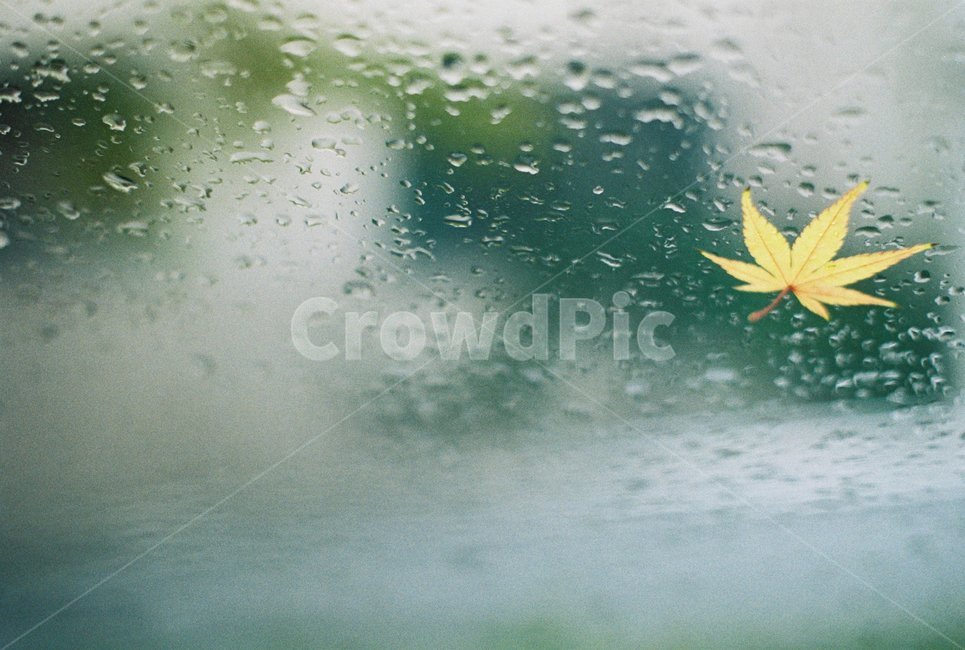 단풍잎,비,노랑잎,창문,가을,낙엽,가을,계절,fall,autumn,season,감성,sensible,feeling,비,비오는날,rain,rainy,leaf,잎,plant,식물