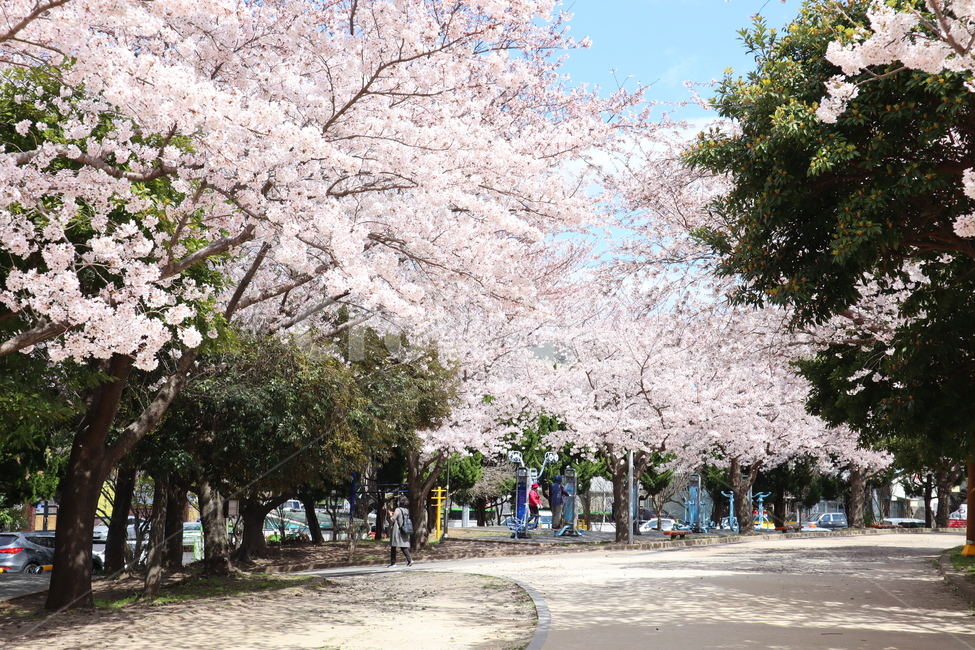 제주벚꽃,왕벚꽃,벚꽃,봄꽃,cherryblossom,제주왕벚나무,벚꽃나무,제주도꽃,봄,꽃,flower,봄,계절,spring,season,자연,풍경,nature,landscape,plant,식물,blossom
