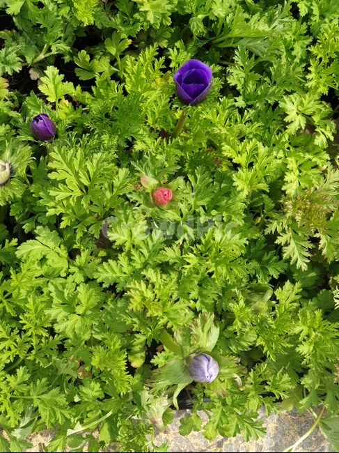 아네모네꽃,봄꽃,예쁜봄꽃,초록이,봄,식물,자연,plants,nature