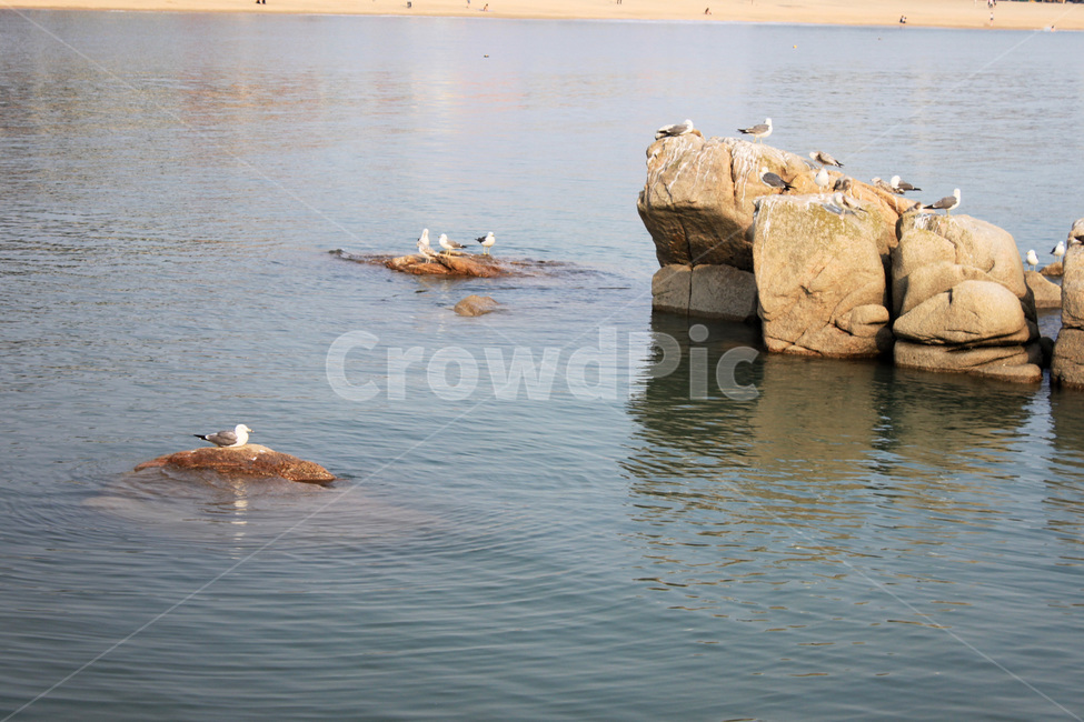 바다,물결,바위,돌,갈매기,새,경치,sea,wave,rock,commongull,bird,scenery,scene,view