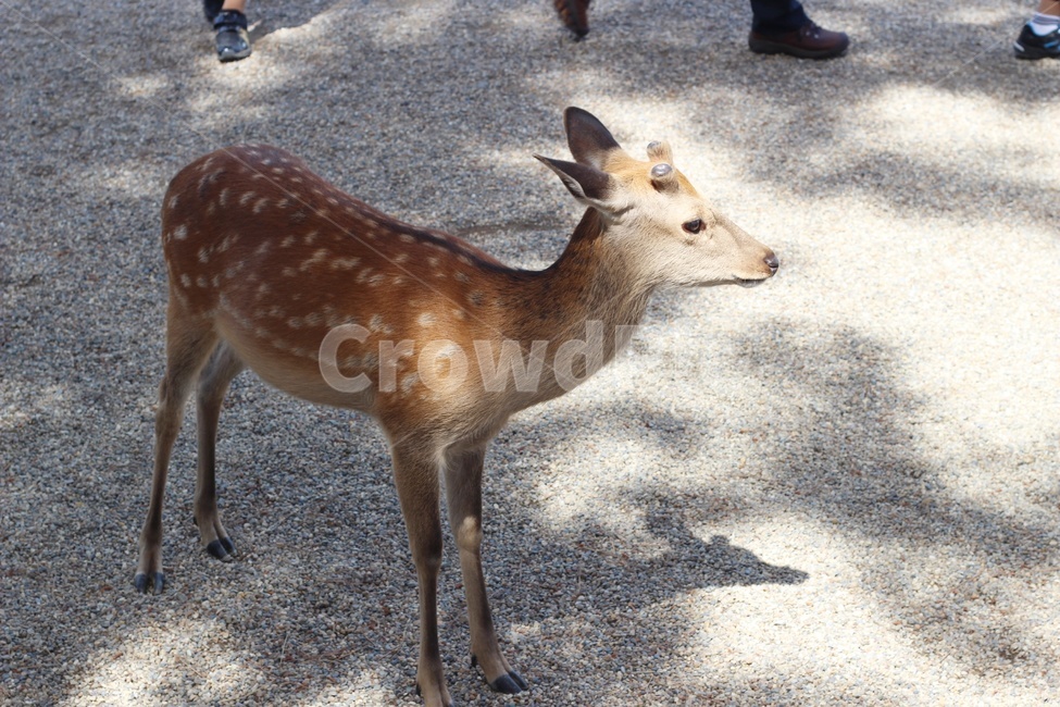 사슴,deer,영양,포유류,야생동물,wildlife,동물,동물,animal,포유류,mammal