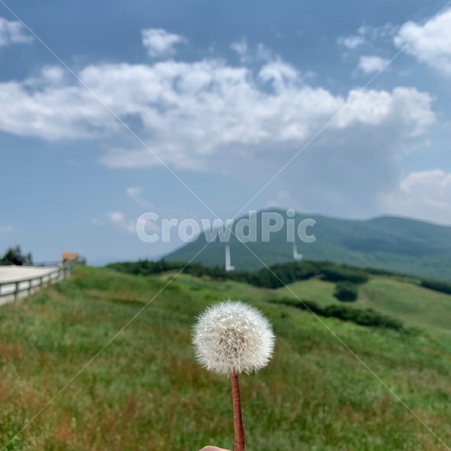 민들레,푸른,푸른하늘,하늘,맑음,뭉개구름,휴식,편안함,맑은하늘,풍경,배경,그림,하늘색,초록색,산,손가락