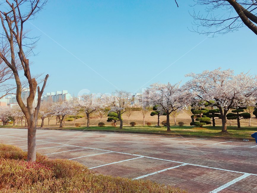 꽃,봄,나무,plant,벚꽃