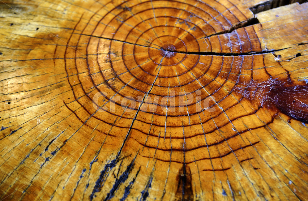 나무,나이테,연륜,쪼개짐,방사선,니스,나무,trees,wood