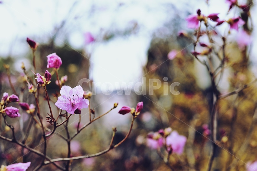 홍매화,flower,pink,tree,apricotflower,purple