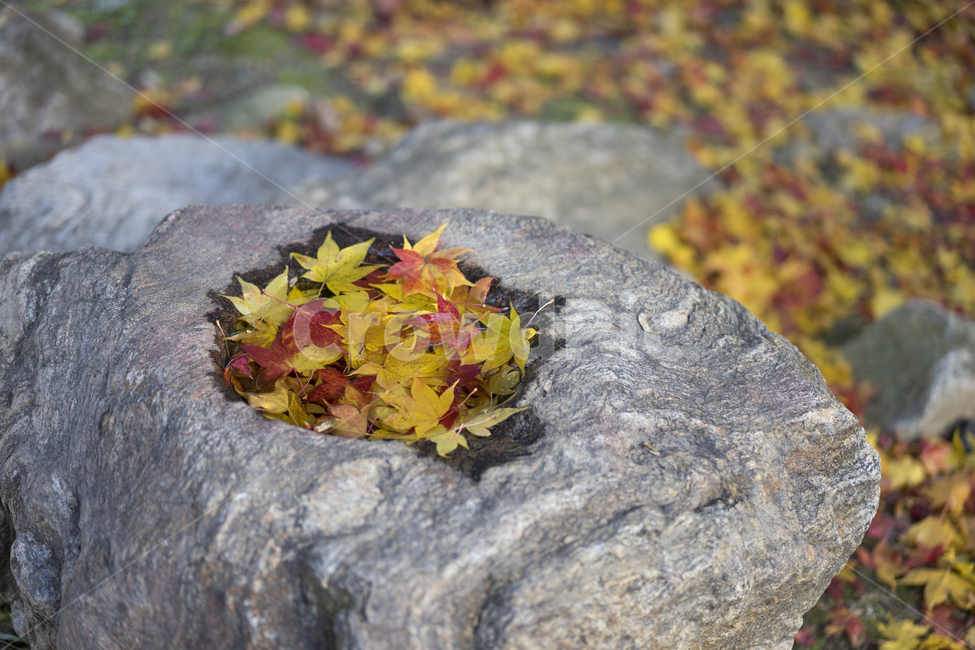 단풍,마곡사,가을,가을단풍,낙엽,가을,계절,fall,autumn,season,leaf,잎,plant,식물,tree,나무